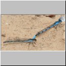 Enallagma cyathigerum - Gemeine Becherjungfer 05.jpg